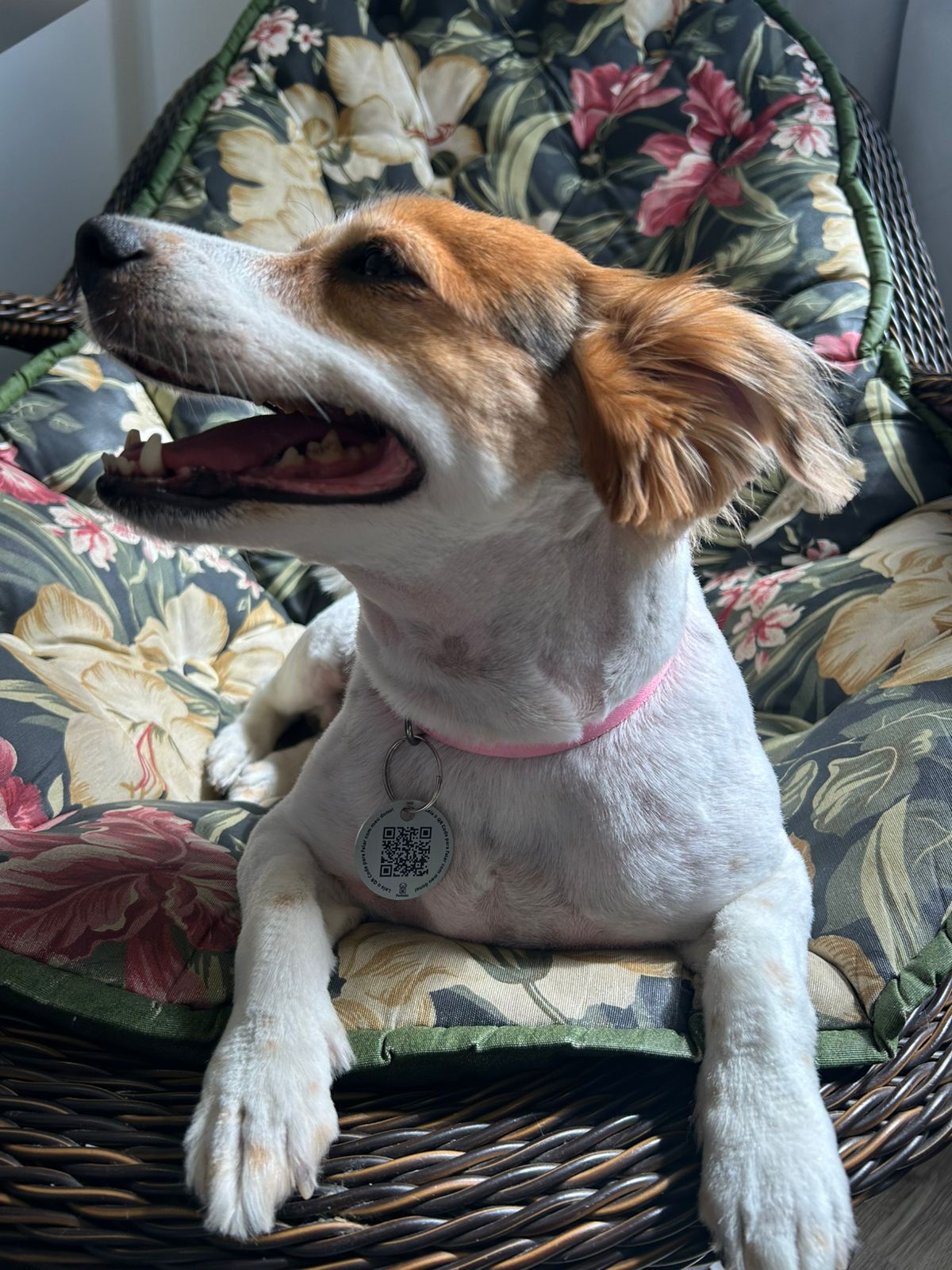 Tag QR Code de Indentificação Pet