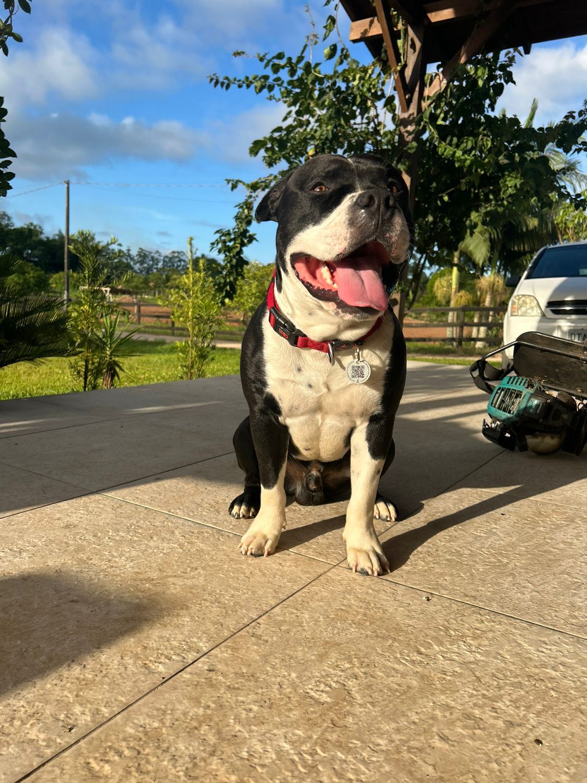 Tag QR Code de Indentificação Pet