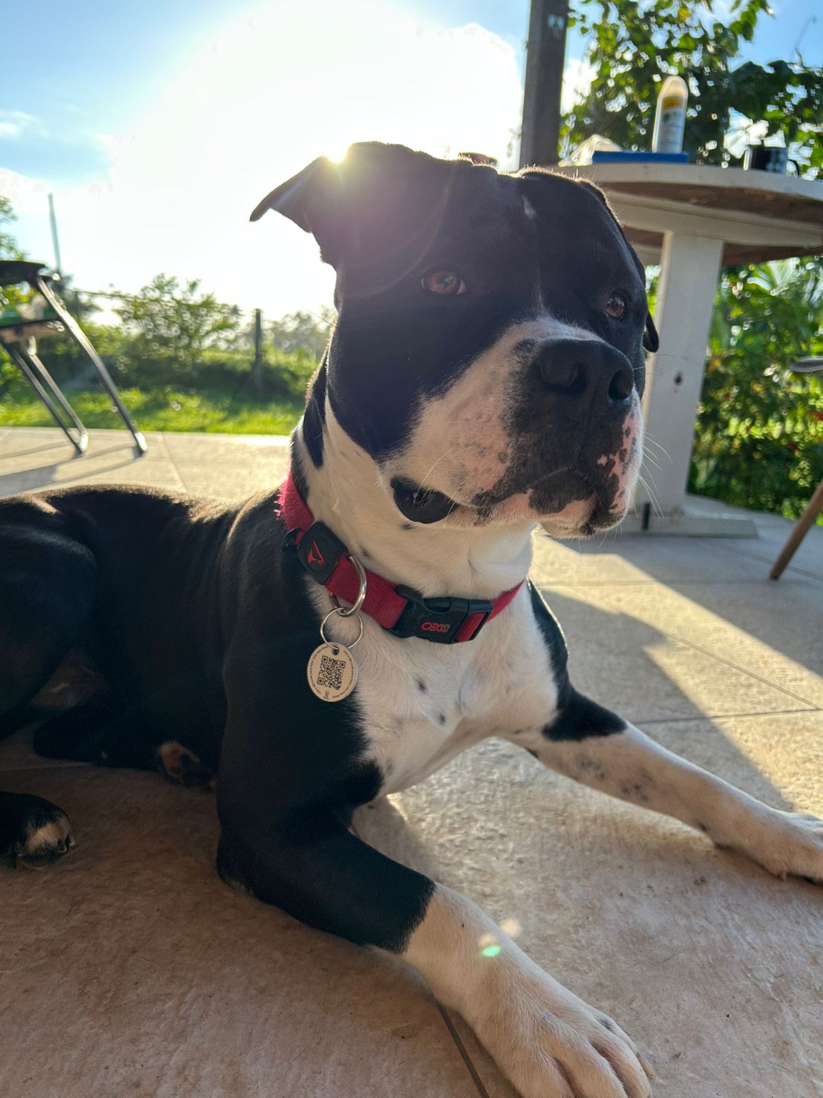 Tag QR Code de Indentificação Pet