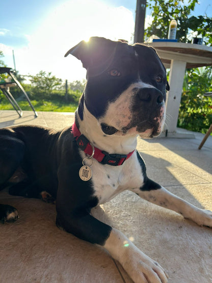 Tag QR Code de Indentificação Pet