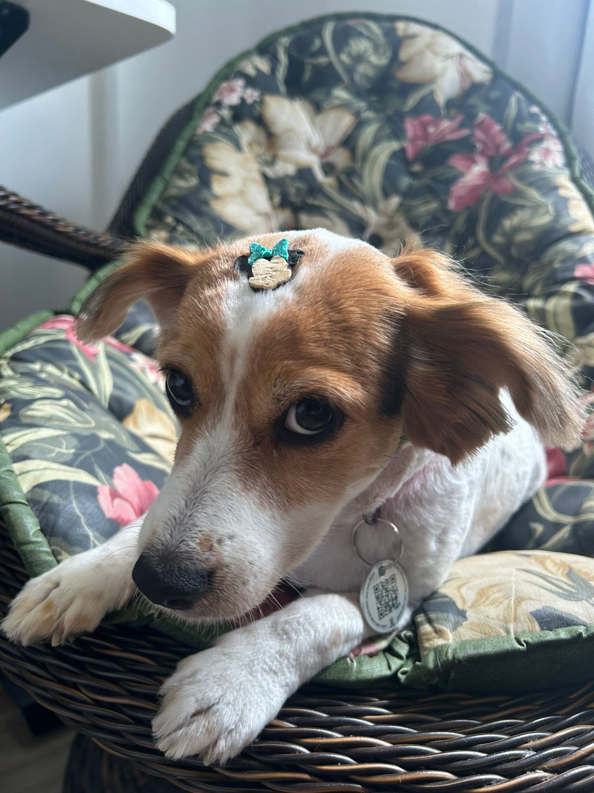 Tag QR Code de Indentificação Pet